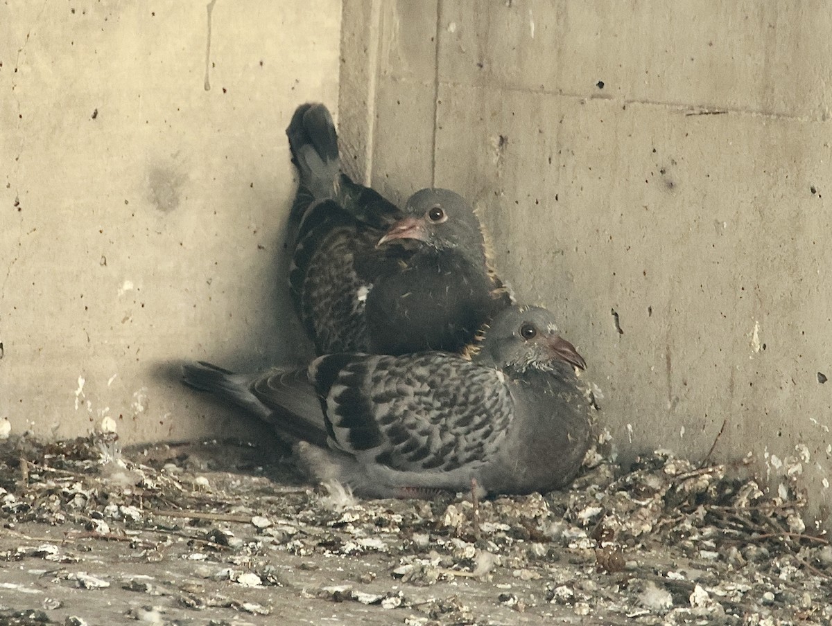 Rock Pigeon (Feral Pigeon) - ML620905387
