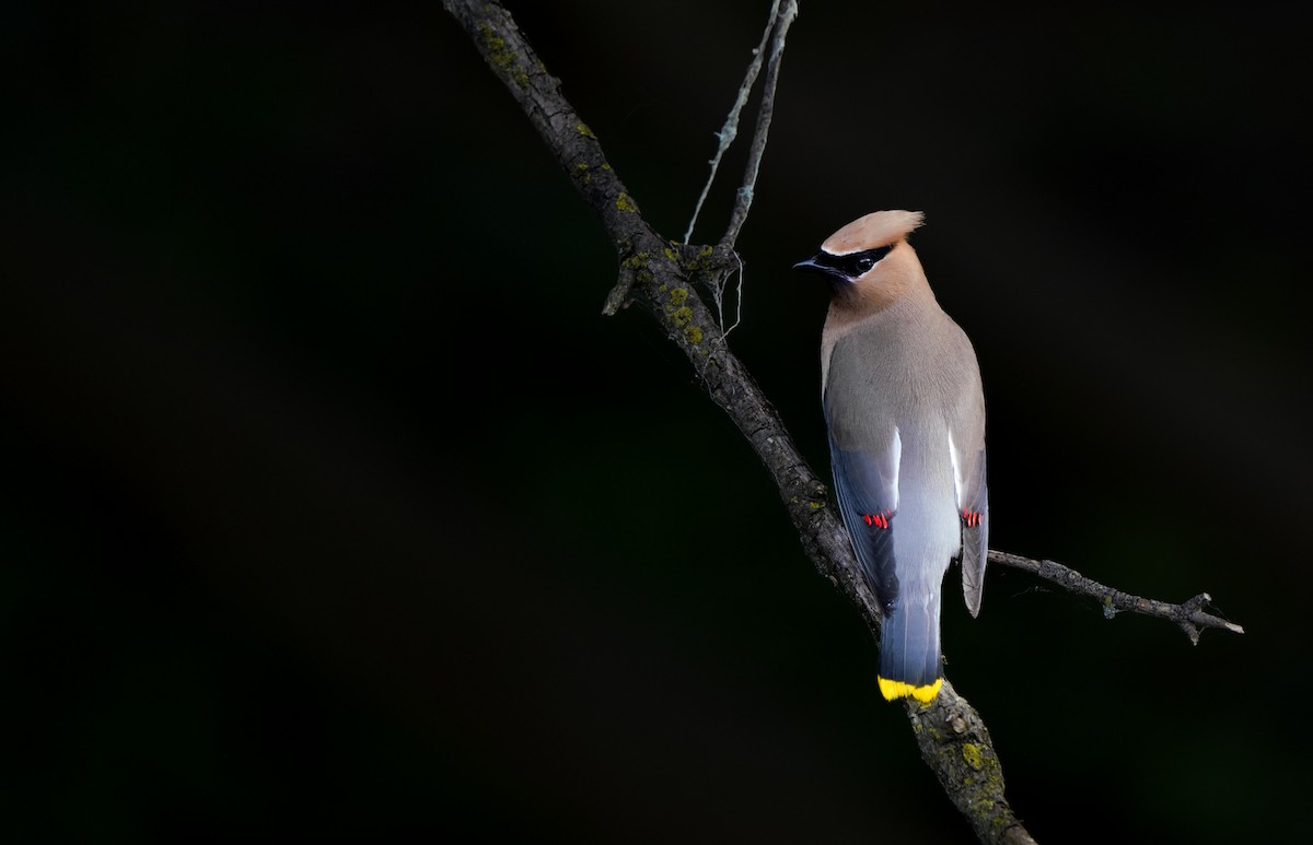 Cedar Waxwing - ML620905420