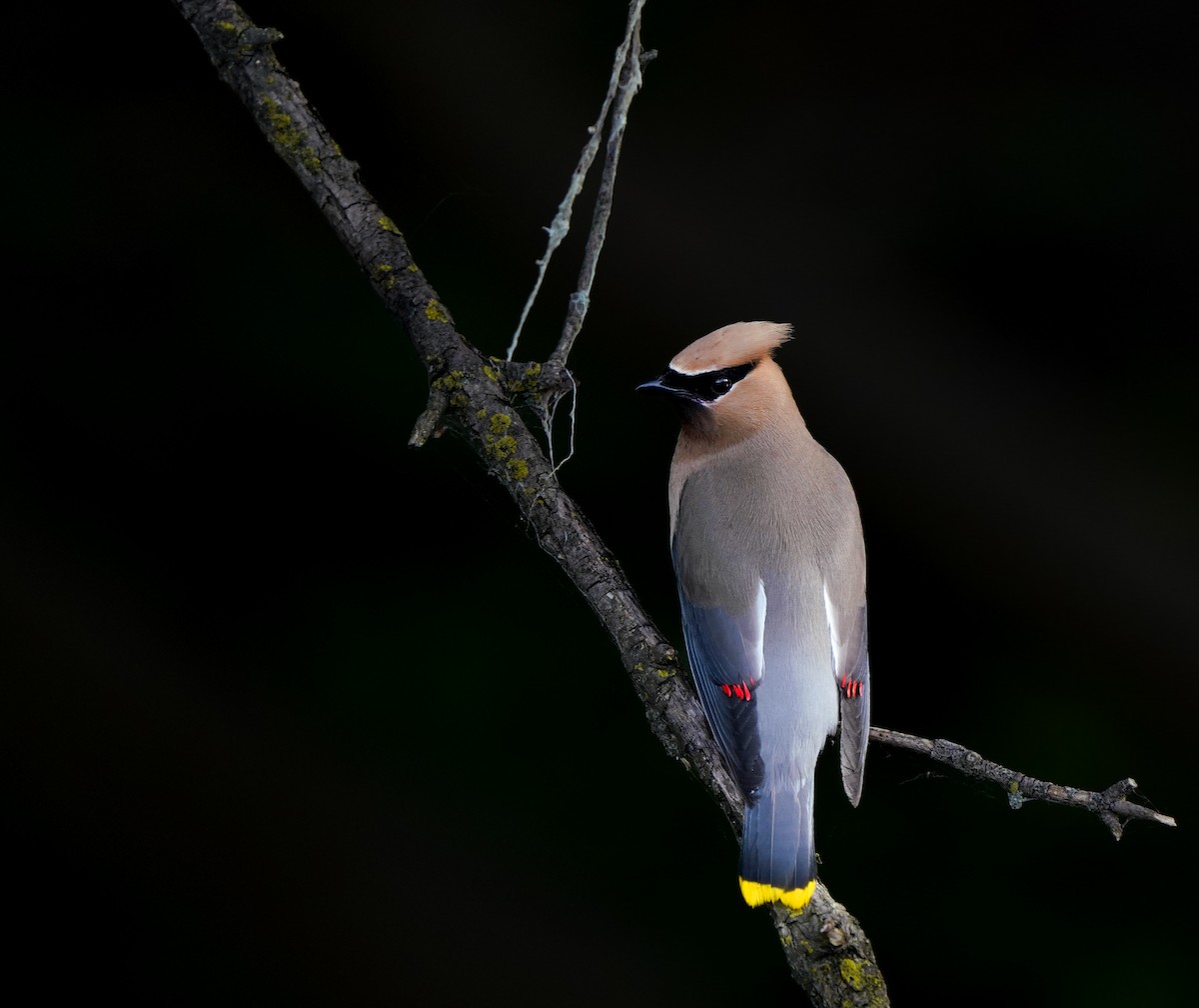 Cedar Waxwing - ML620905421