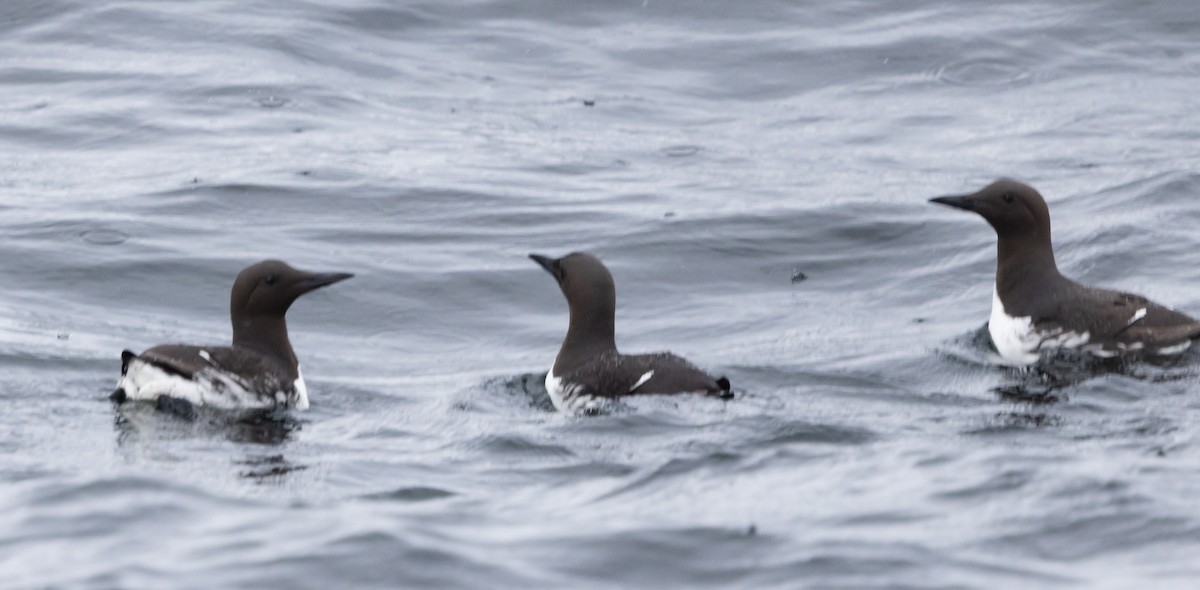 Thick-billed Murre - ML620905465