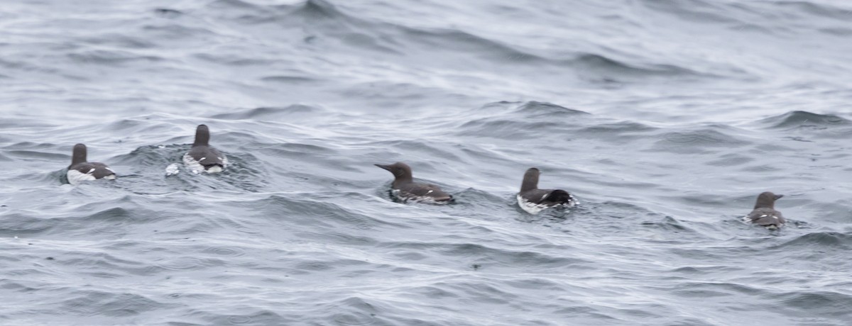 Thick-billed Murre - ML620905471