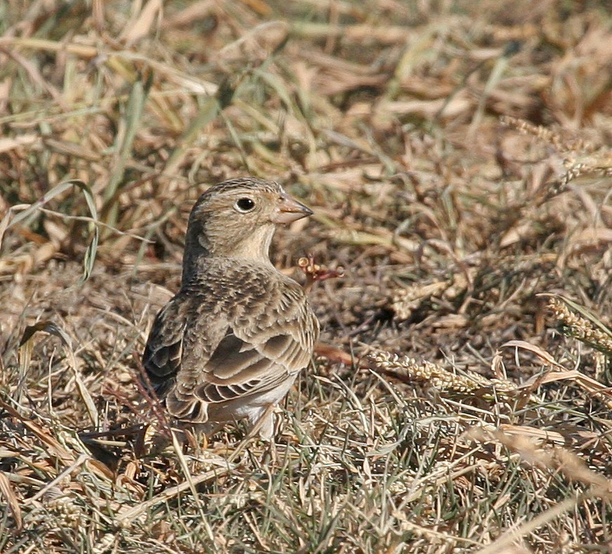 Thick-billed Longspur - ML620905477