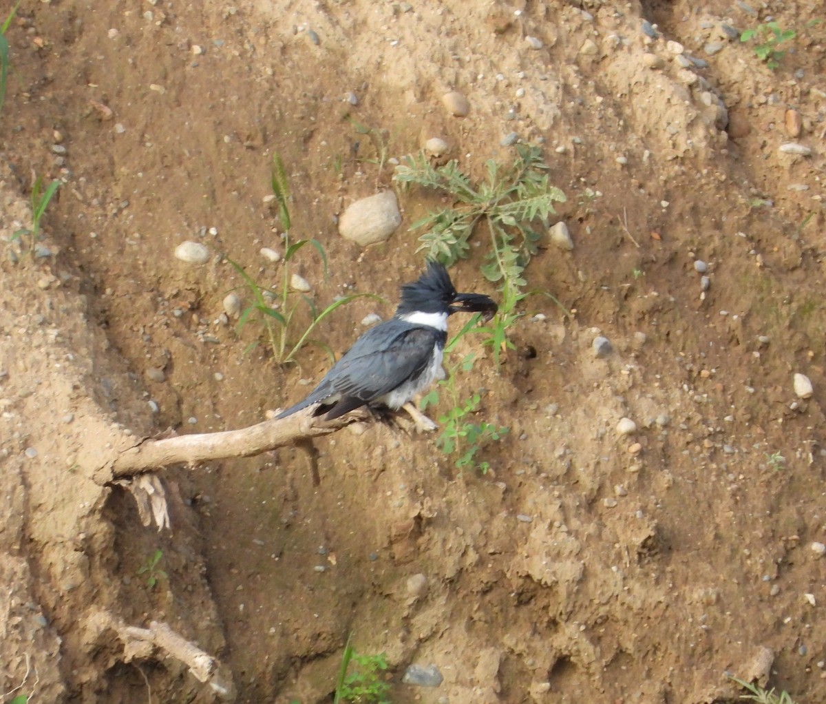 Belted Kingfisher - ML620905481