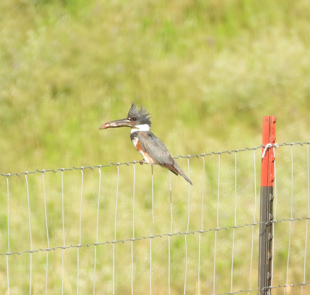 Belted Kingfisher - ML620905485