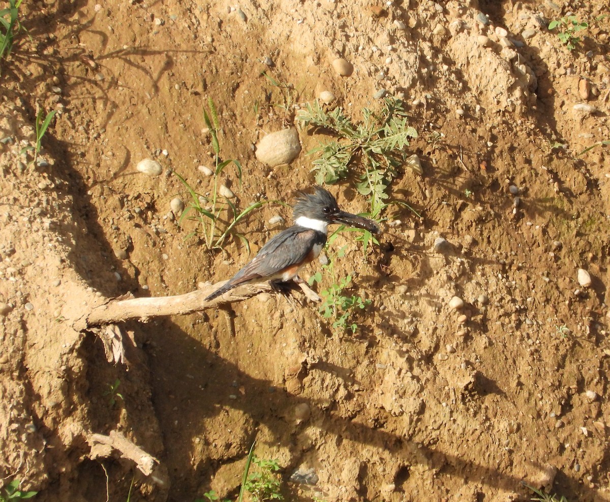 Belted Kingfisher - ML620905490