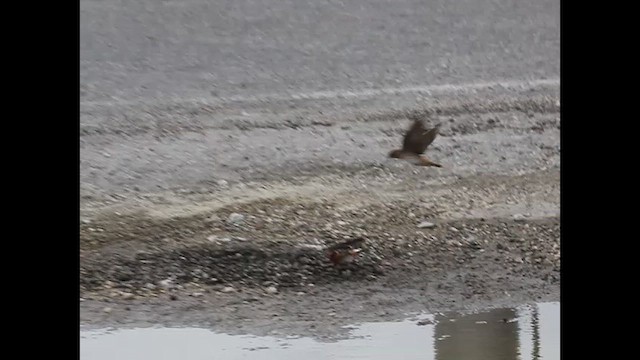 Cave Swallow (Texas) - ML620905499