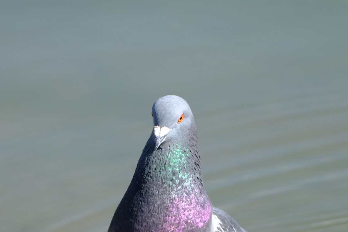 Сизый голубь (Одомашненного типа) - ML620905503