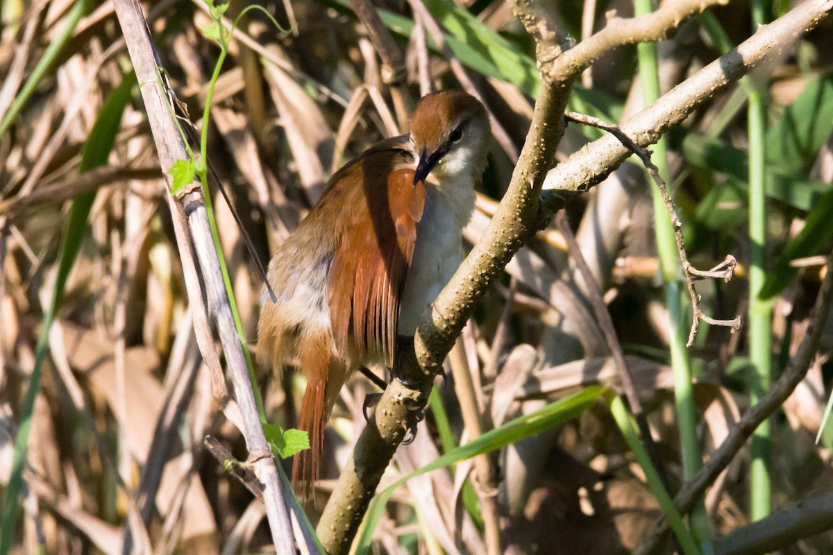 Yellow-chinned Spinetail - ML620905504