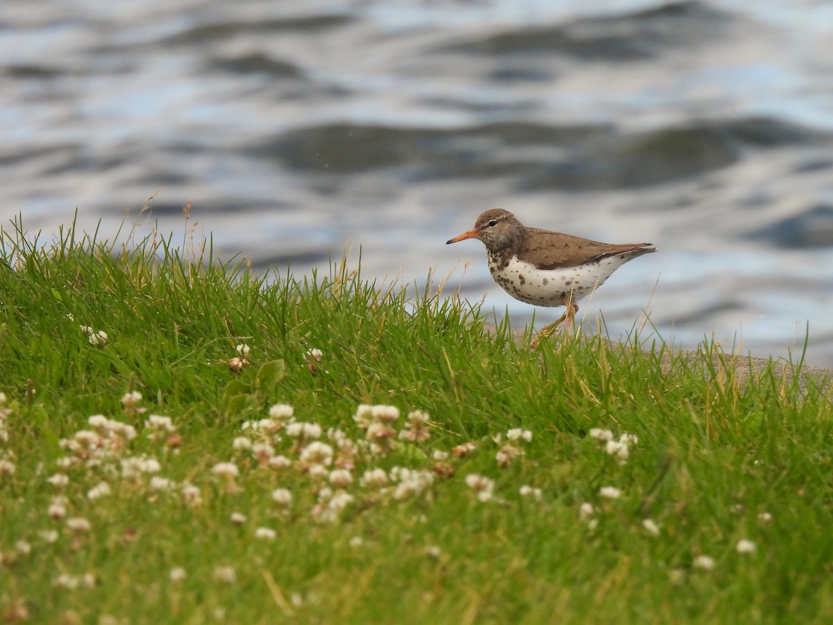 Spotted Sandpiper - Brittany Miller