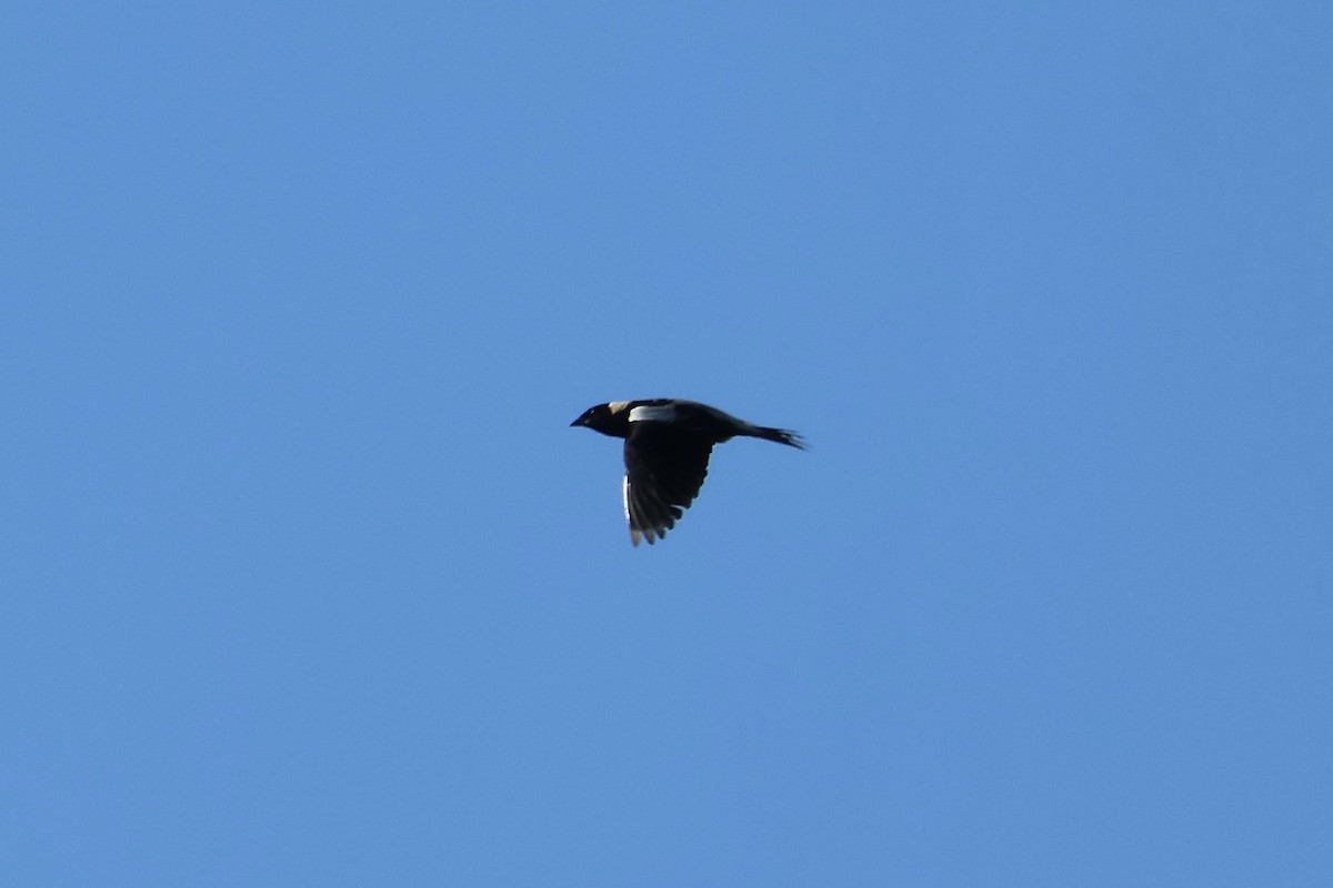 bobolink americký - ML620905568