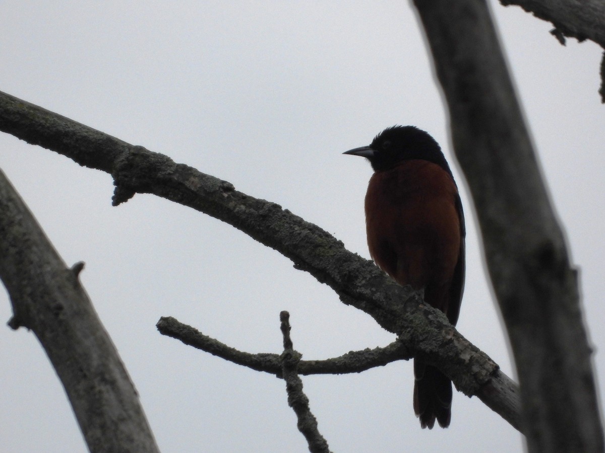Orchard Oriole - ML620905584