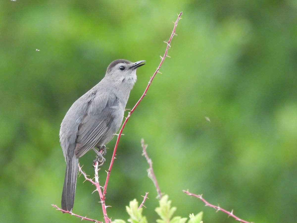 Pájaro Gato Gris - ML620905597