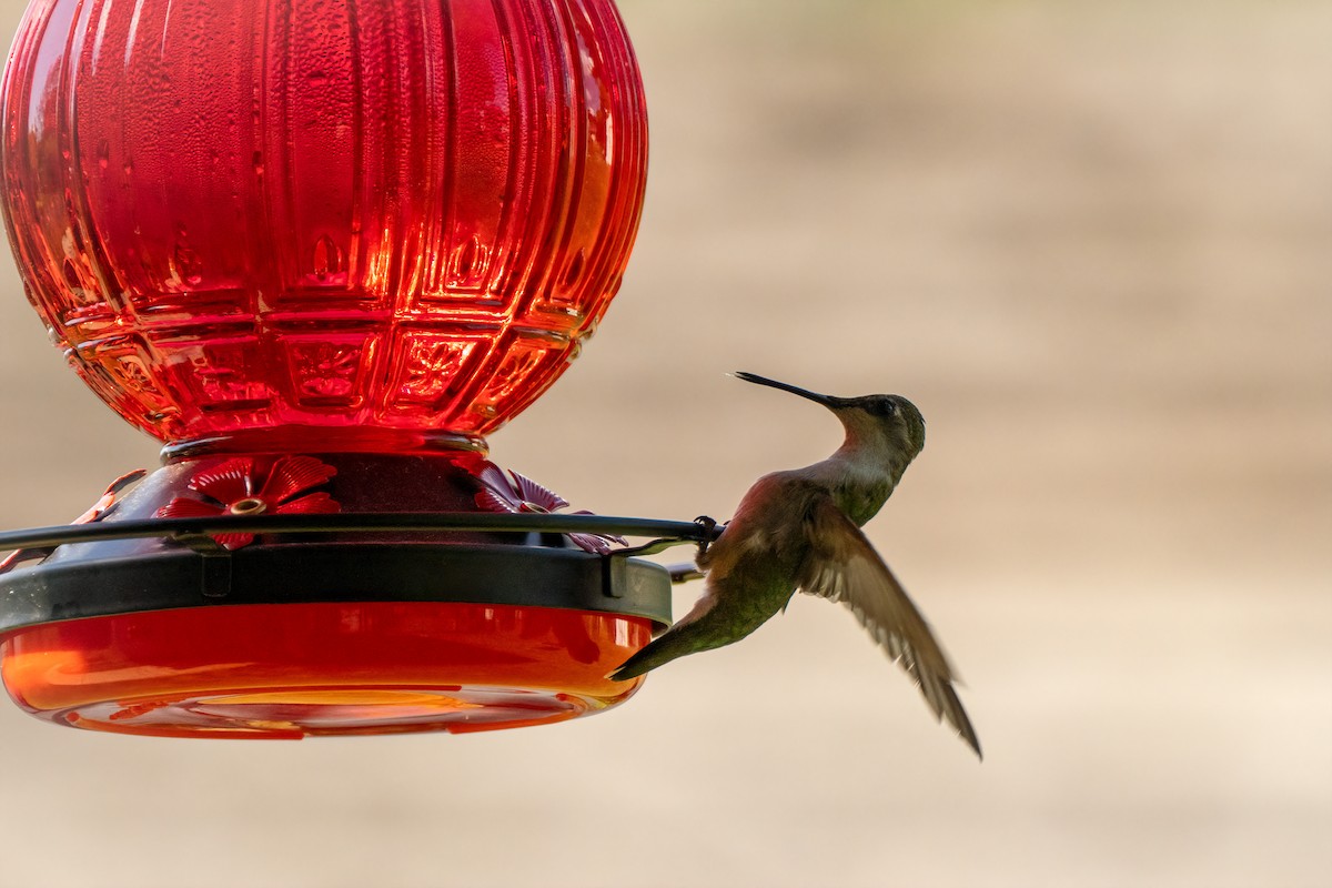 Ruby-throated Hummingbird - ML620905614