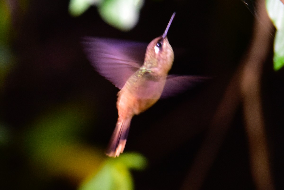 kolibřík hnědotemenný - ML620905634
