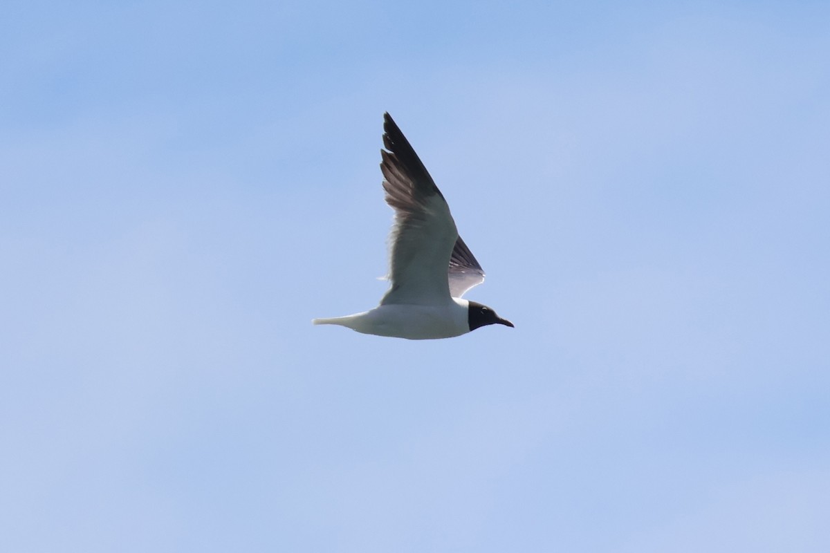 Mouette atricille - ML620905642