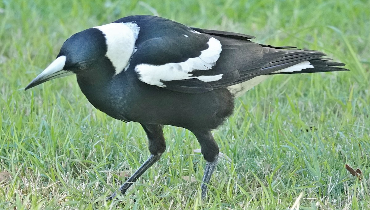 Australian Magpie (Black-backed) - ML620905685