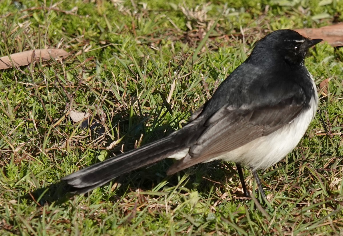 Willie-wagtail - ML620905694