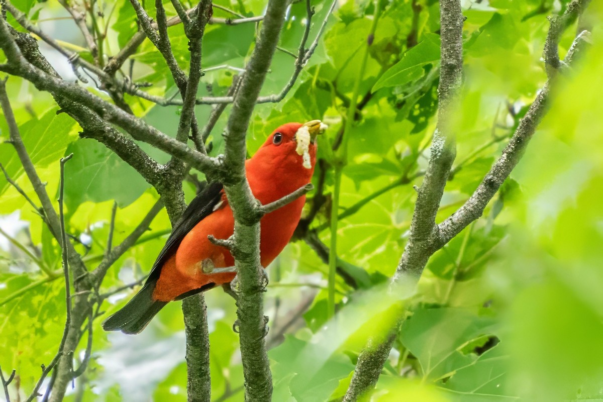 Scarlet Tanager - ML620905698