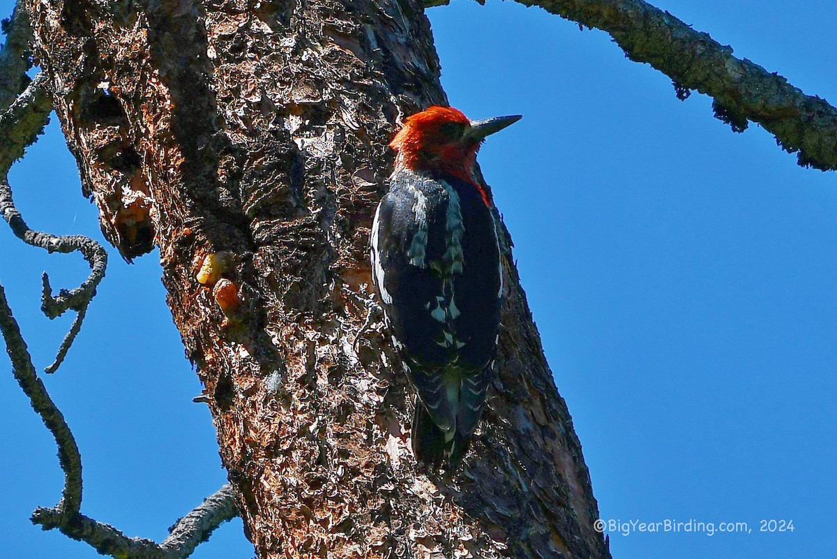 Red-breasted Sapsucker - ML620905712