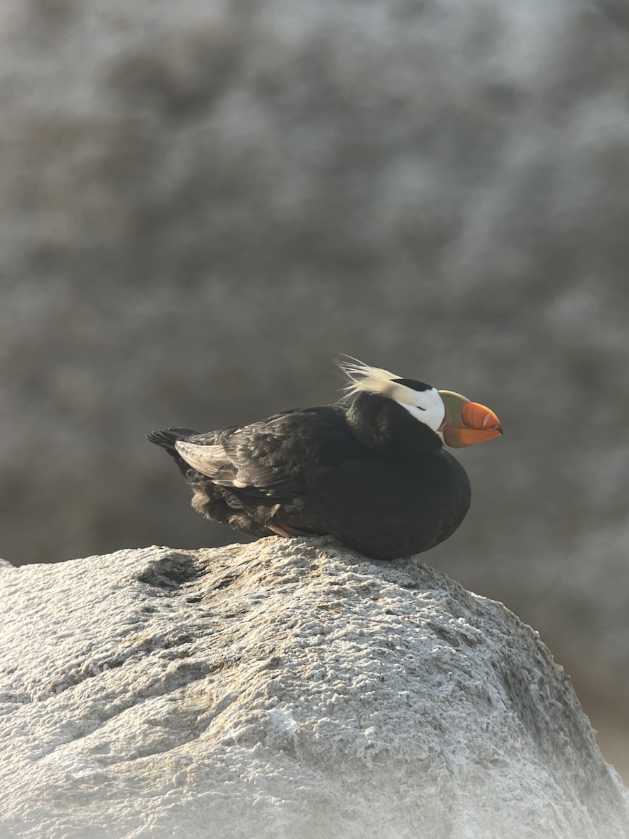 Tufted Puffin - ML620905718