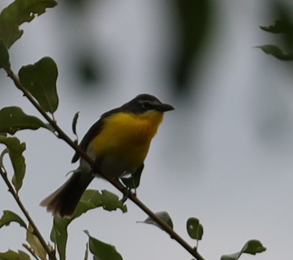 Yellow-breasted Chat - ML620905729