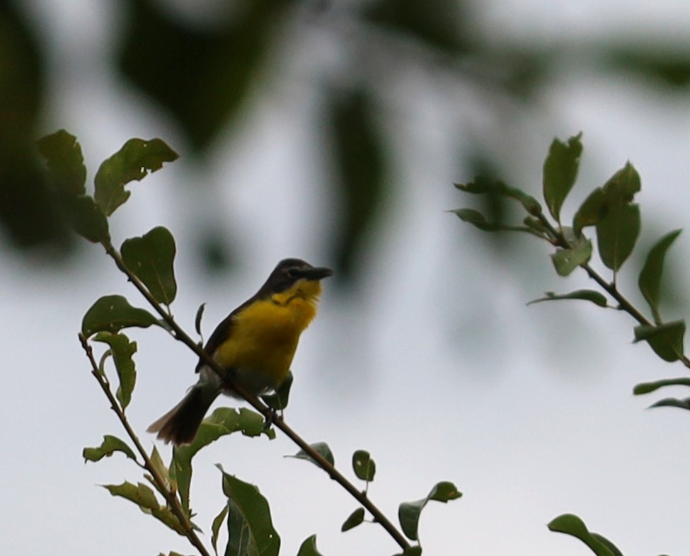 Yellow-breasted Chat - ML620905730