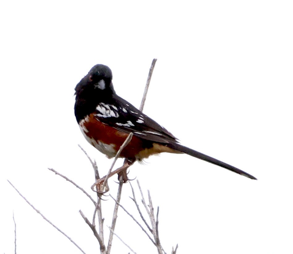 Spotted Towhee - ML620905736