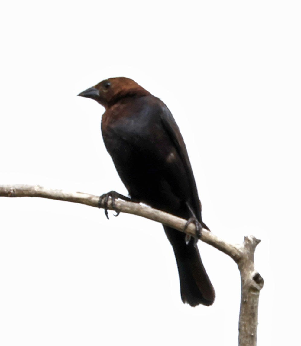 Brown-headed Cowbird - ML620905739