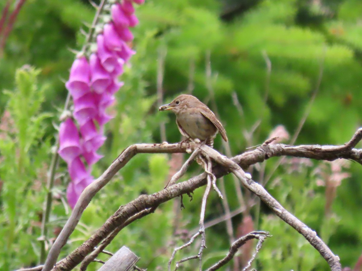 House Wren - ML620905745