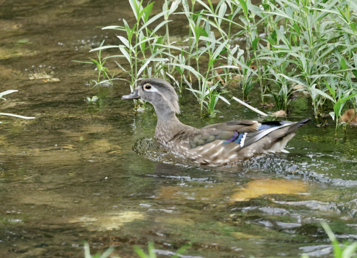Wood Duck - ML620905750