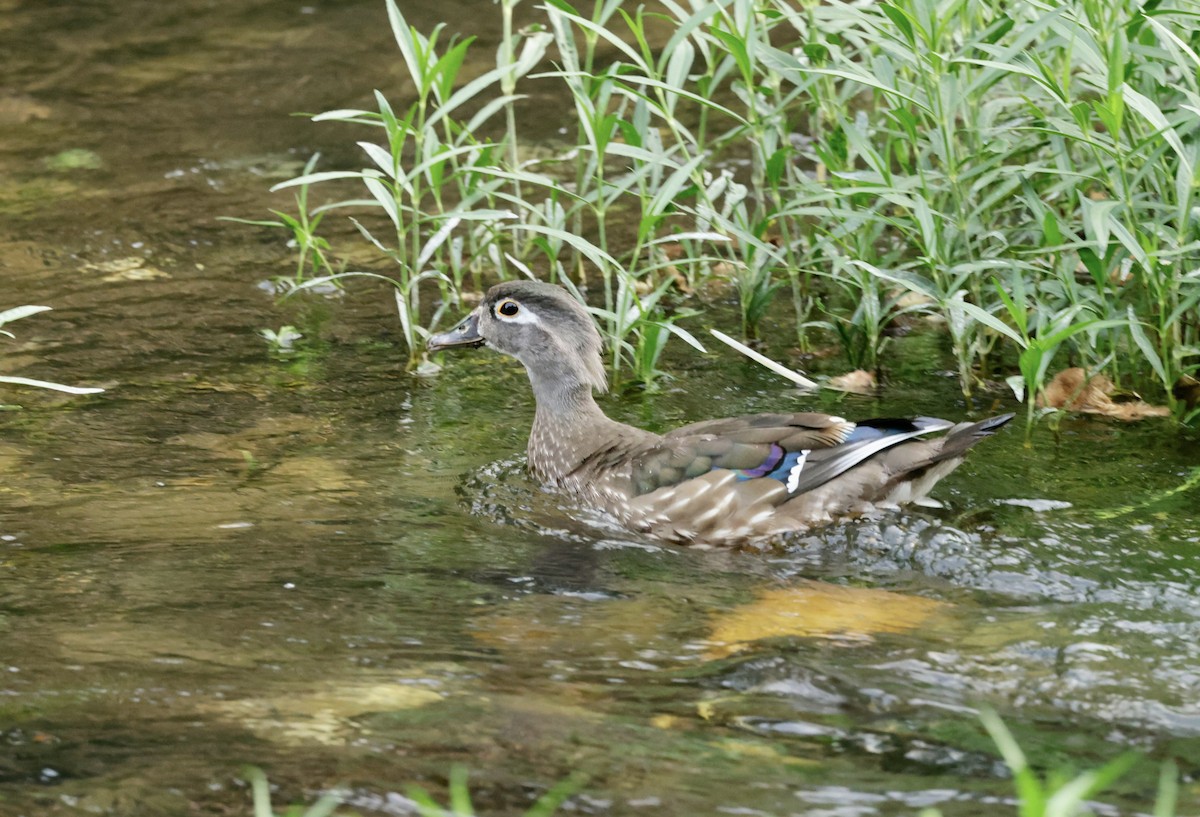 Wood Duck - ML620905753