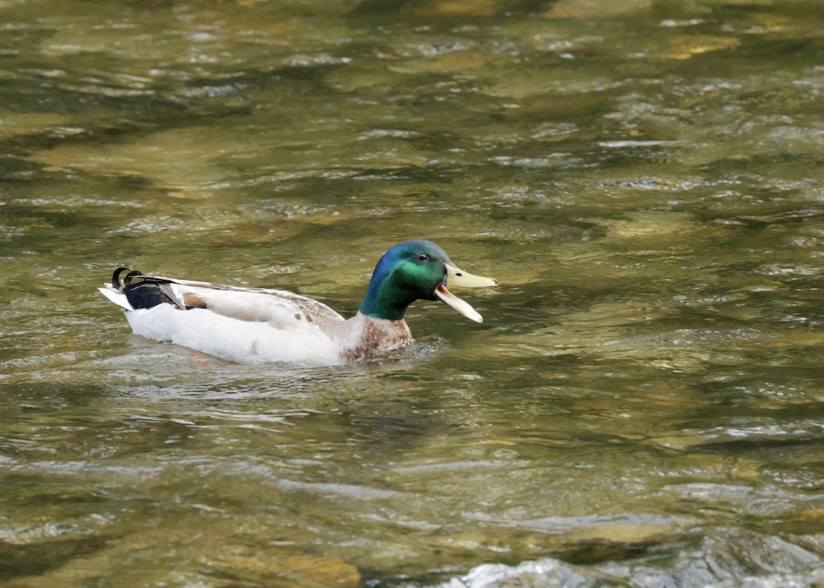 Mallard - ML620905760