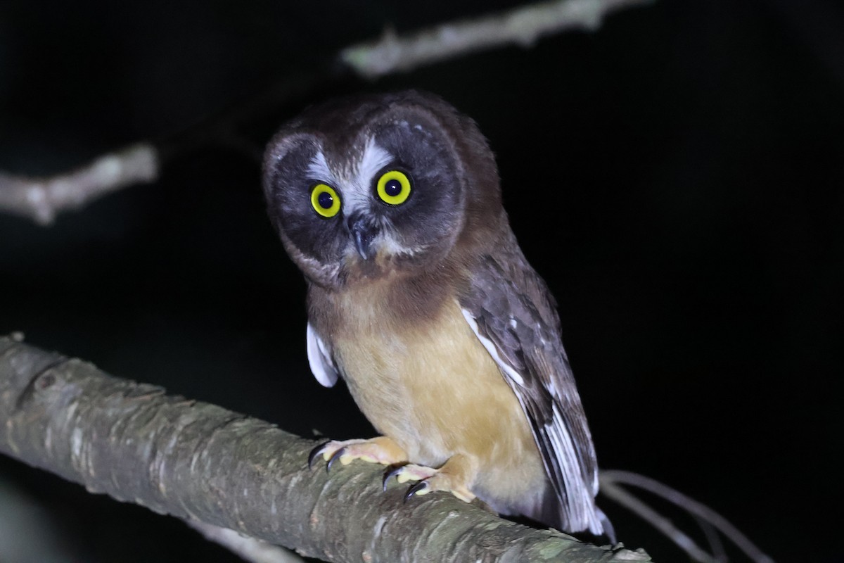 Northern Saw-whet Owl - ML620905762