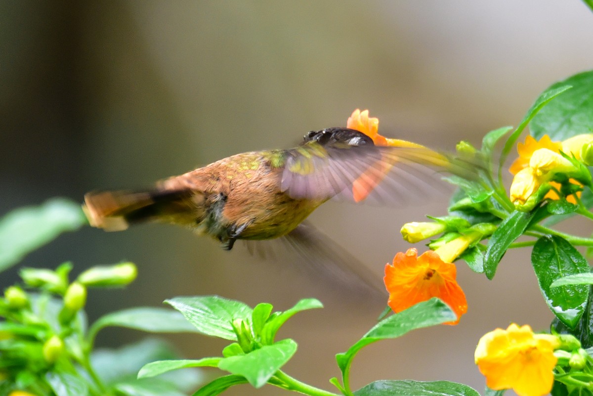 kolibřík hnědotemenný - ML620905765