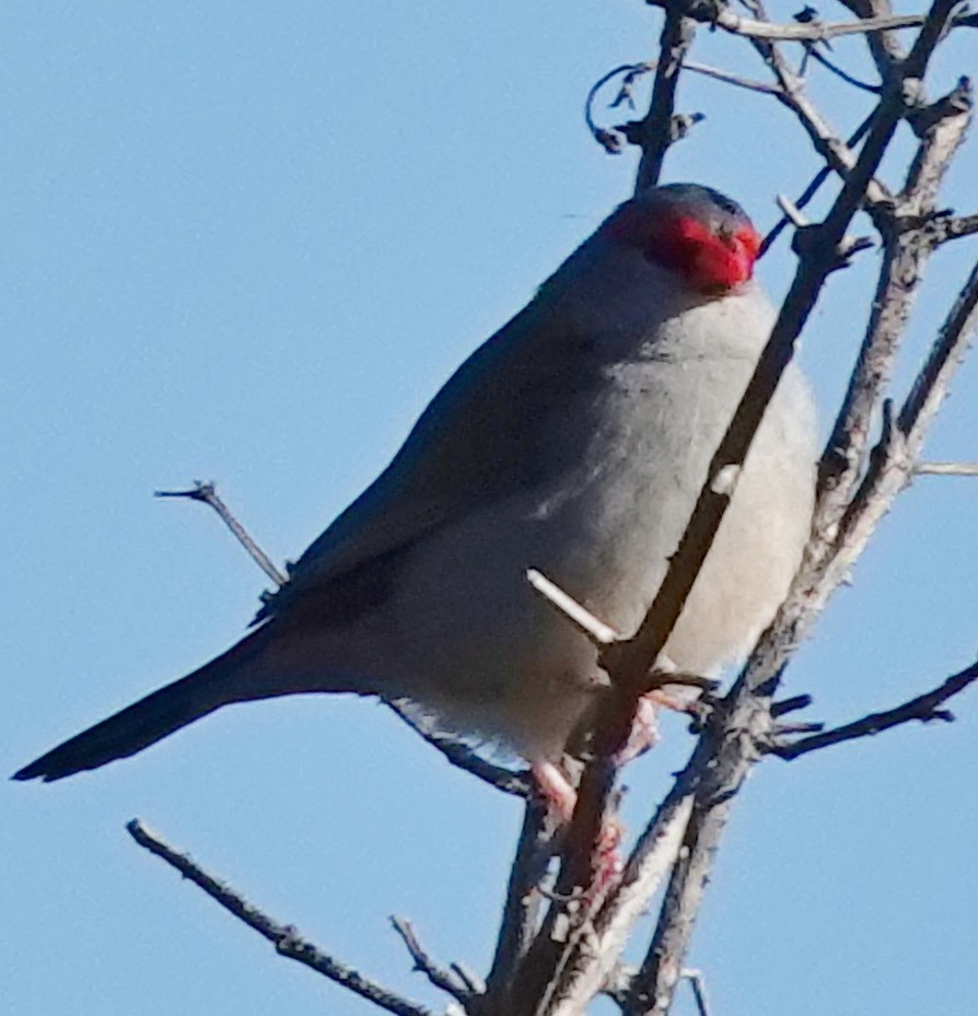 Red-browed Firetail - ML620905770