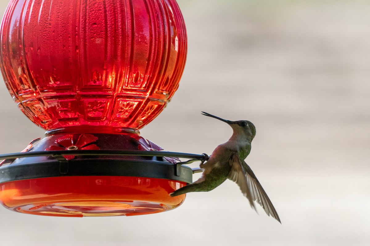 Ruby-throated Hummingbird - ML620905772