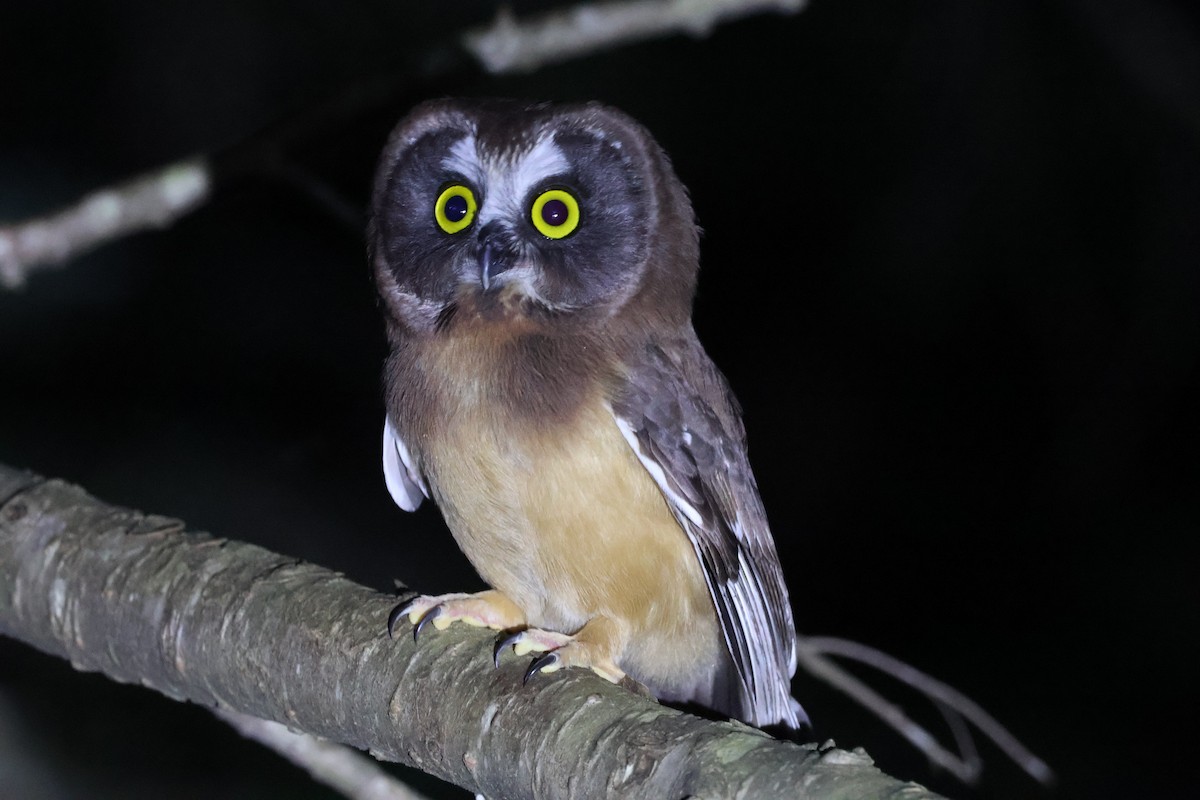 Northern Saw-whet Owl - ML620905812