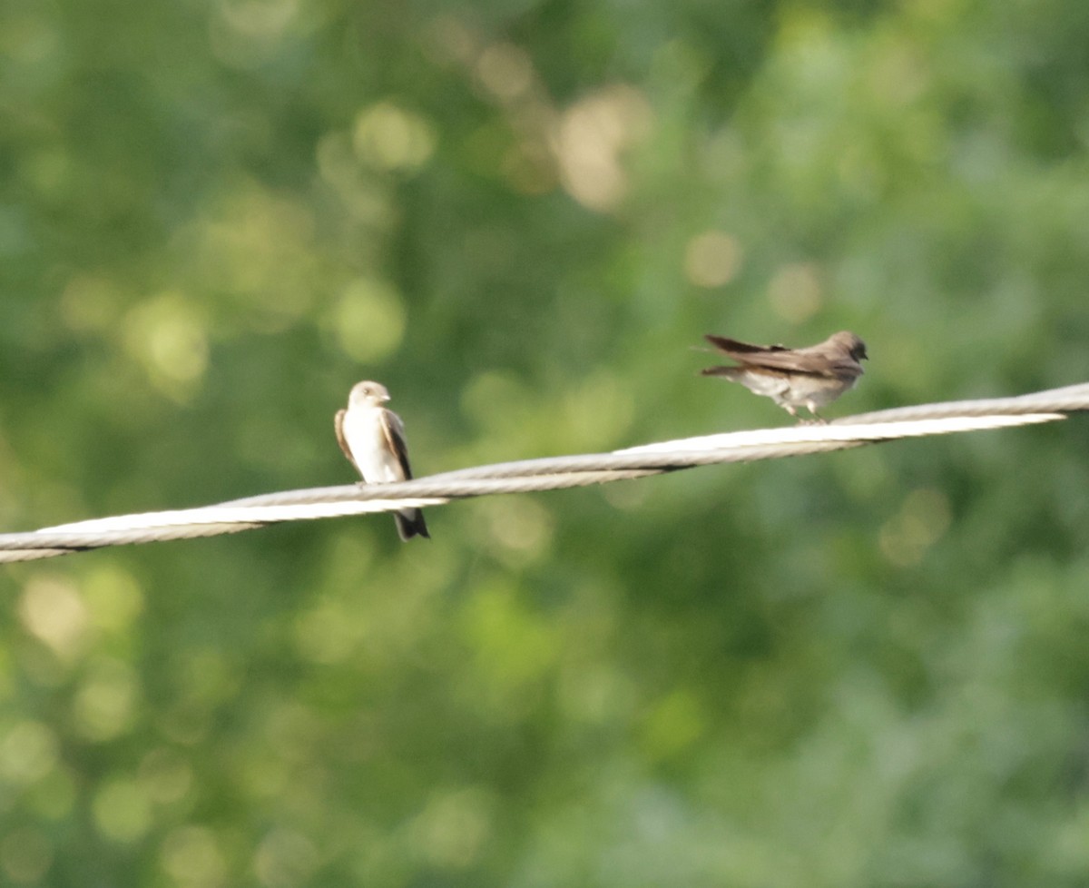 Northern Rough-winged Swallow - ML620905820