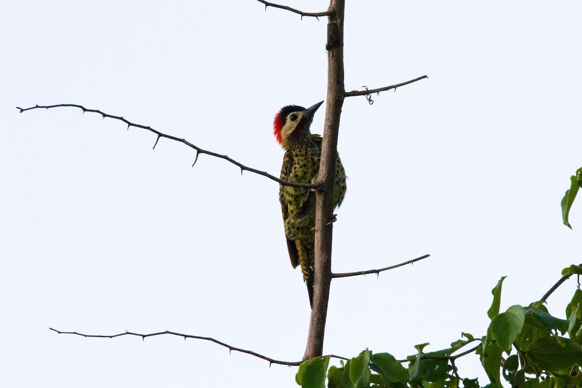 Green-barred Woodpecker - ML620905828