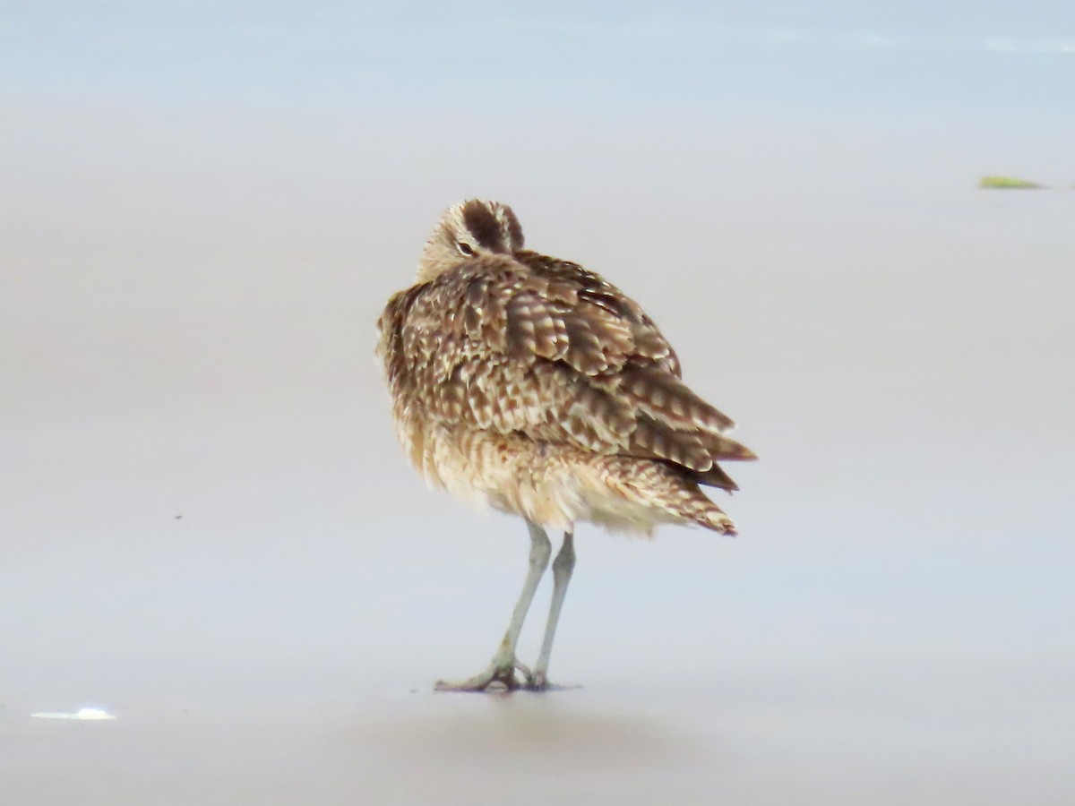 Whimbrel - ML620905857