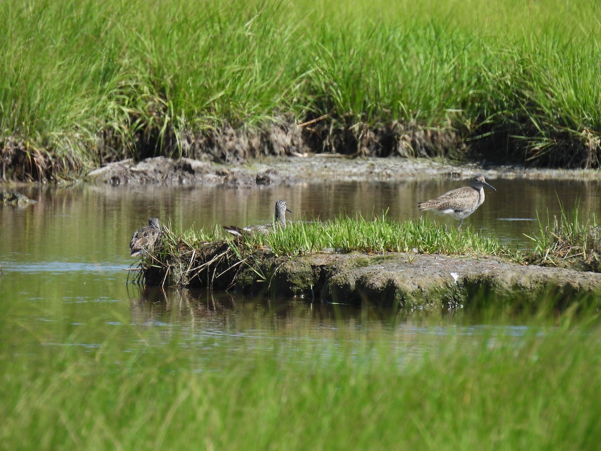 Lesser Yellowlegs - ML620905869