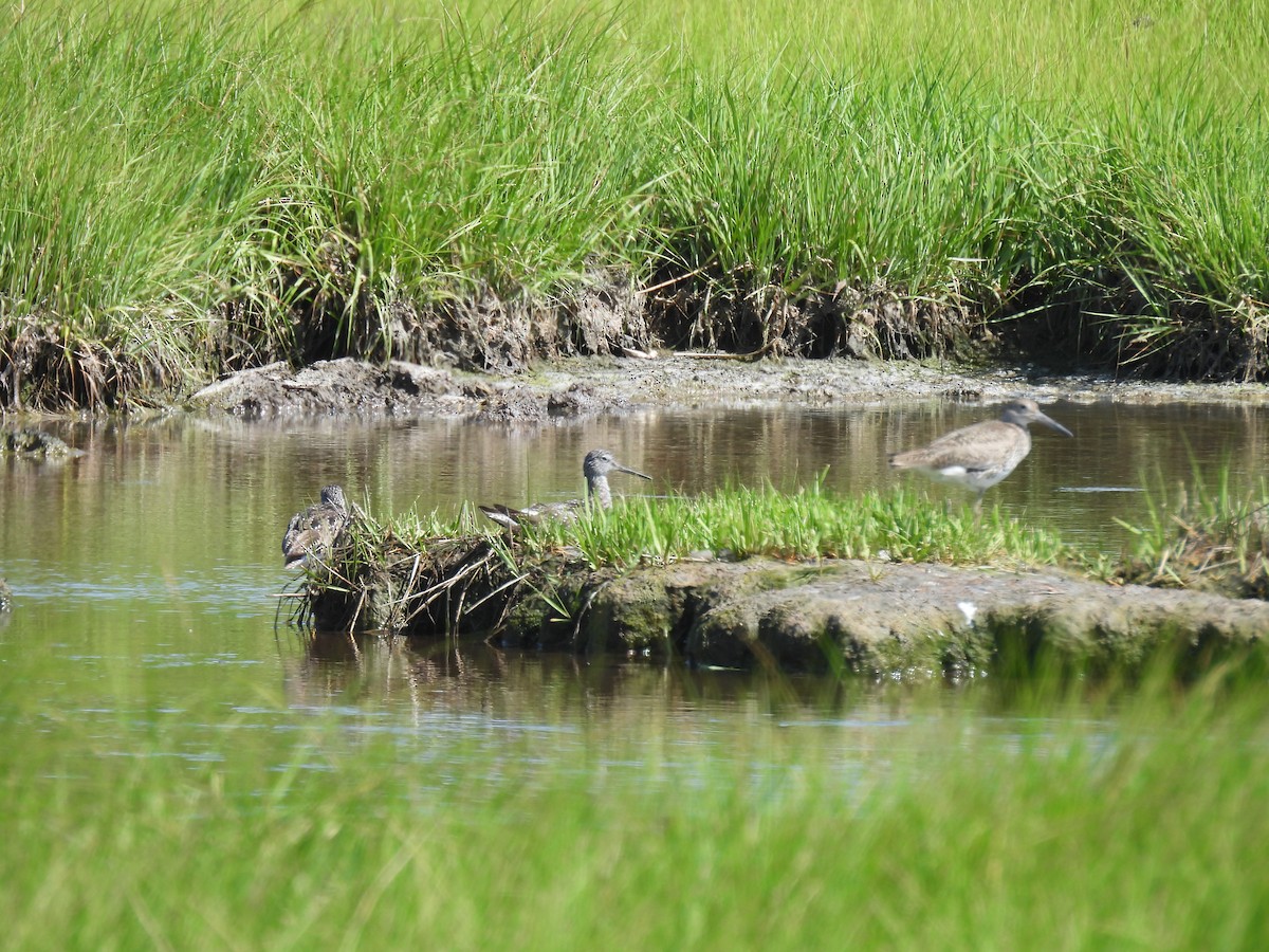 Lesser Yellowlegs - ML620905871