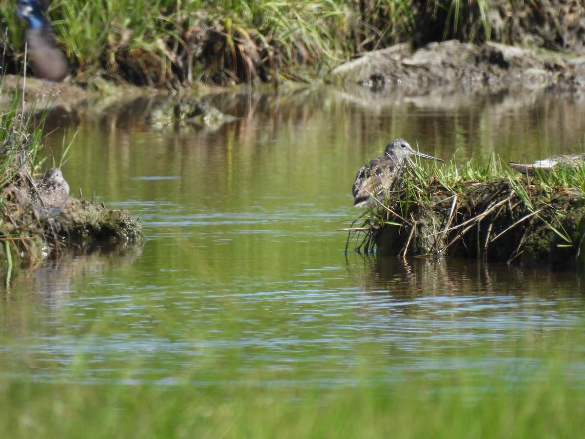 Lesser Yellowlegs - ML620905872