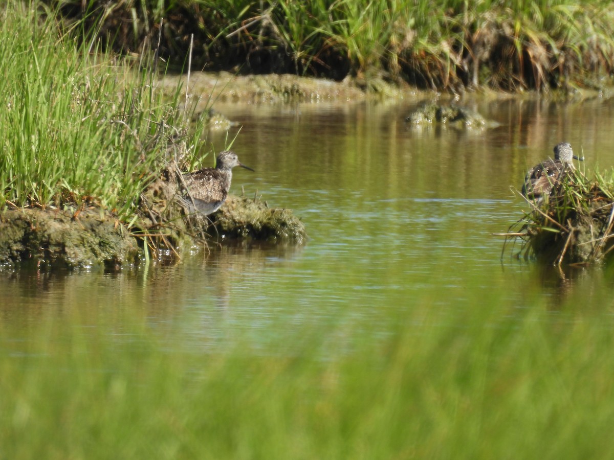 Lesser Yellowlegs - ML620905873