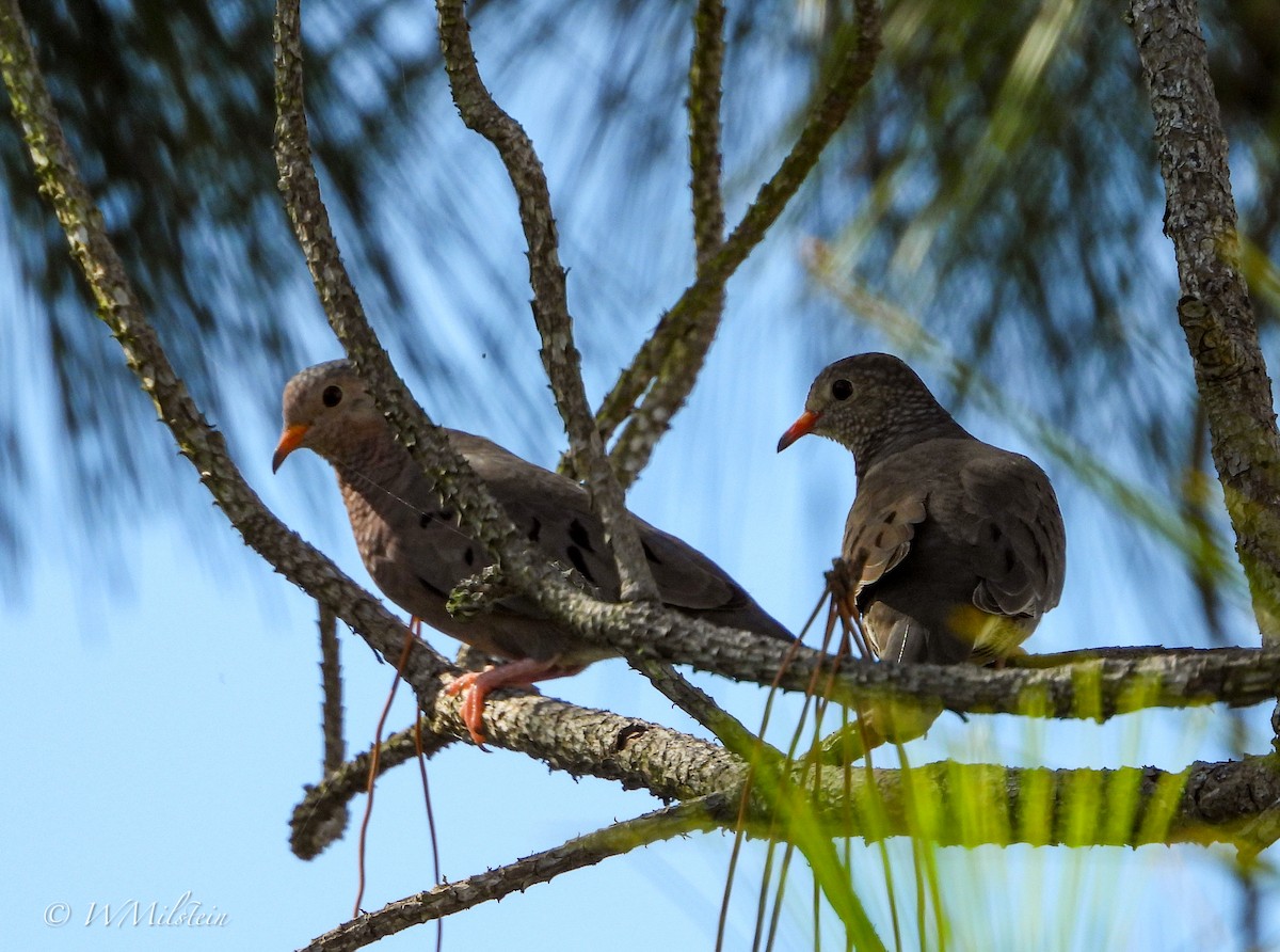 Common Ground Dove - ML620905938