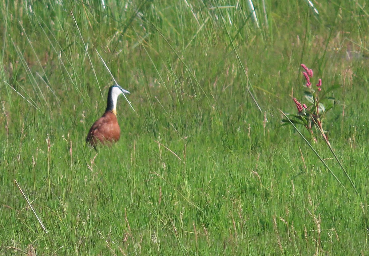 African Jacana - Michelle Browning