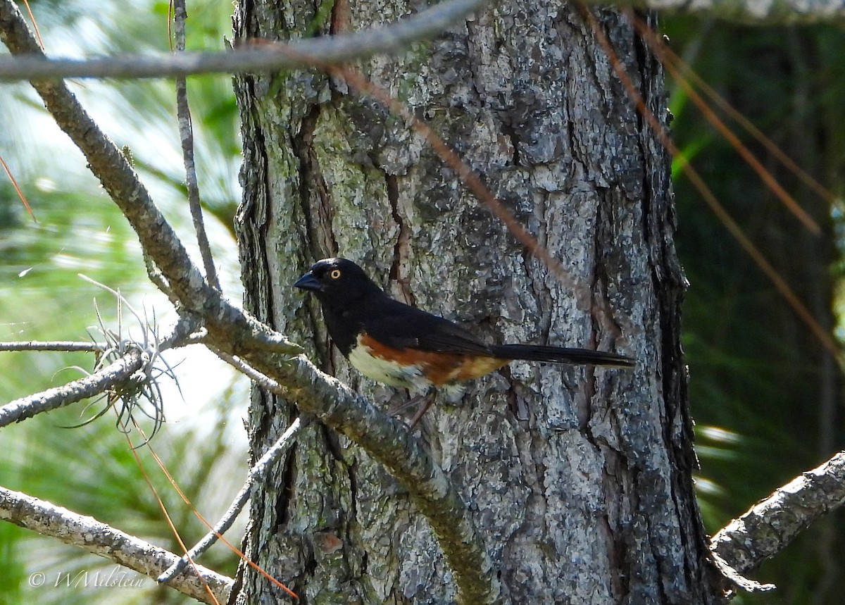 Eastern Towhee - ML620905952