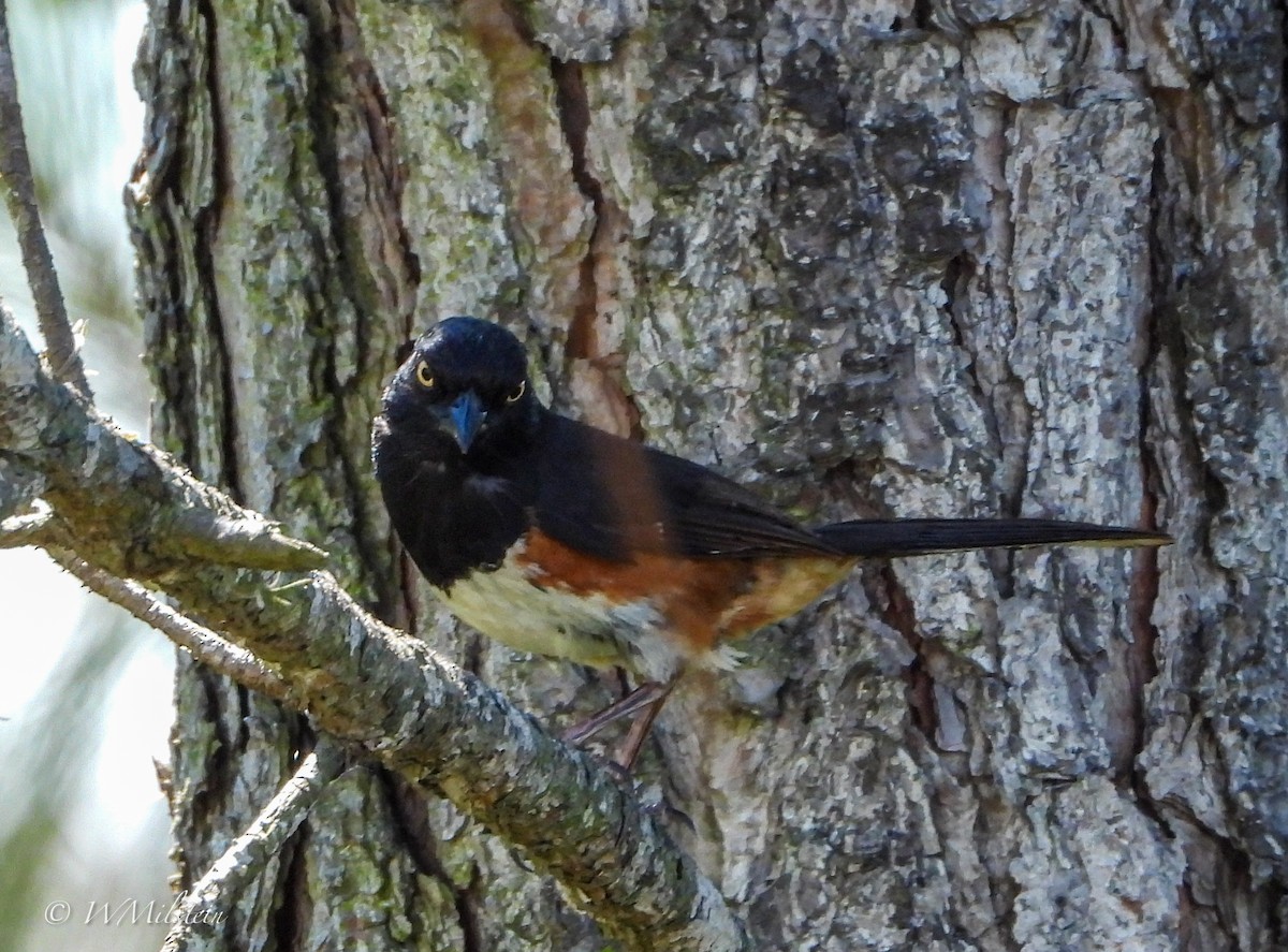 Eastern Towhee - ML620905953