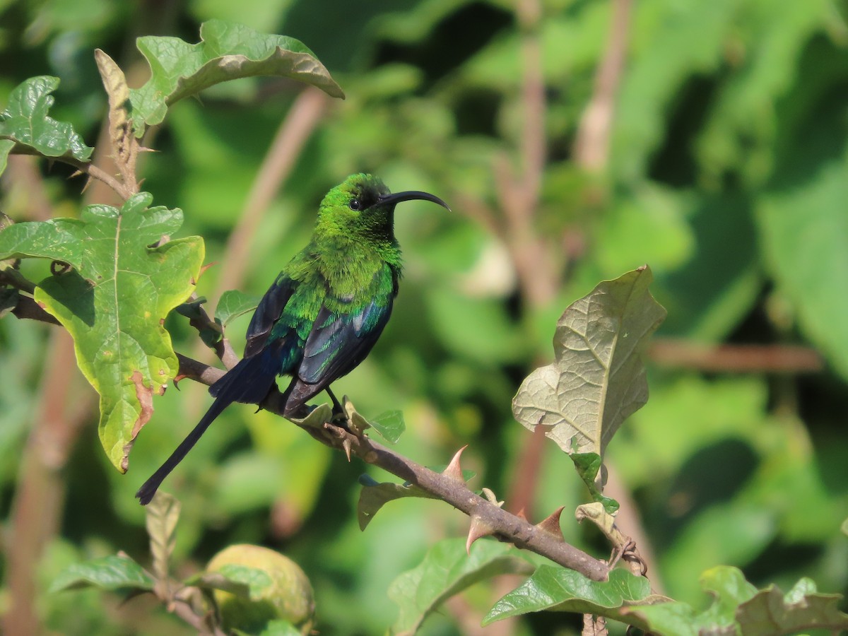 Malachite Sunbird - ML620905957