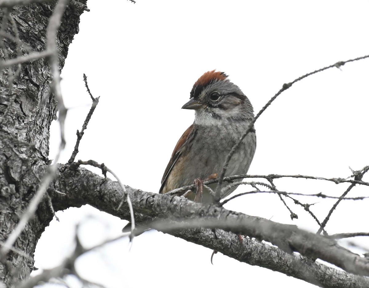 Swamp Sparrow - ML620905959
